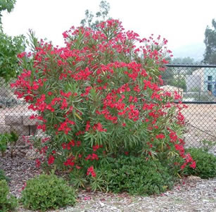 Clay Soil Plants